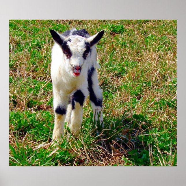 Pôster Little Spot (Frente)