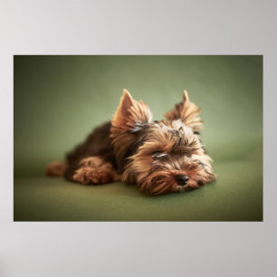 Poster Little Yorkie