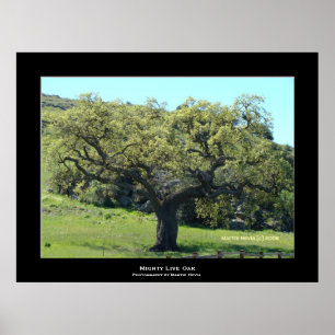 Pôster "Live Oak poderoso "