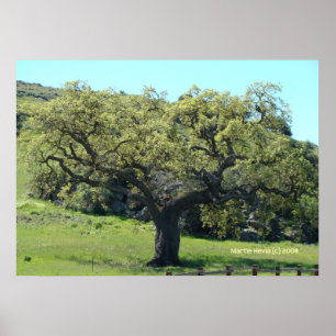Pôster Live Oak poderoso