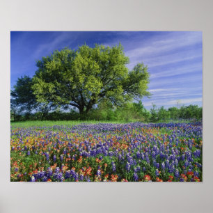 Poster Live Oak & Texas Paintbrush e Texas