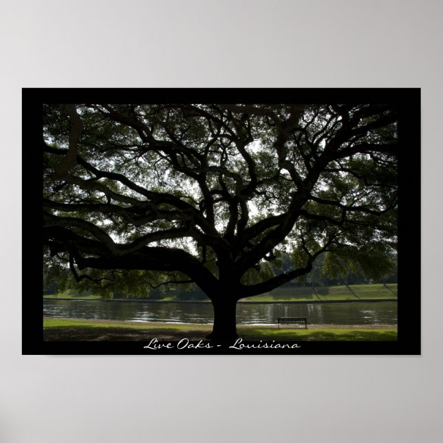 Pôster Live Oaks - Louisiana (Frente)