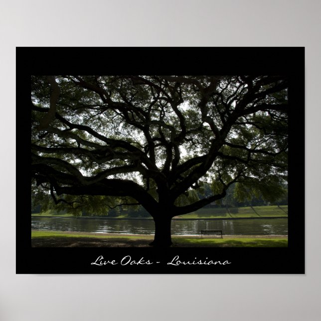Pôster Live Oaks - Louisiana (Frente)