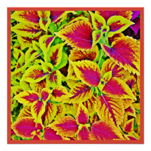 Pôster Lively deixa dança padrão