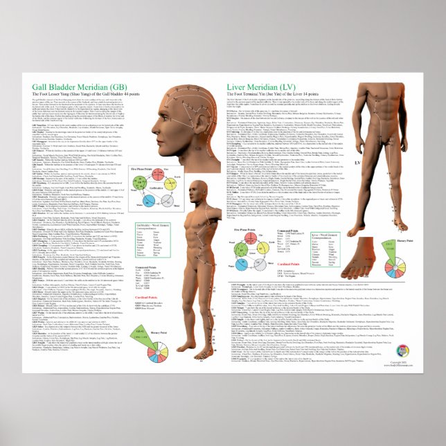 Poster Liver Meridian Acupuncture Points (Frente)