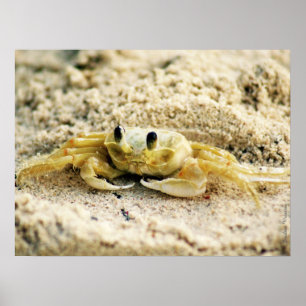 Pôster Lixe o caranguejo, Curaçau, ilhas das Caraíbas,