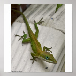 Poster Lizard