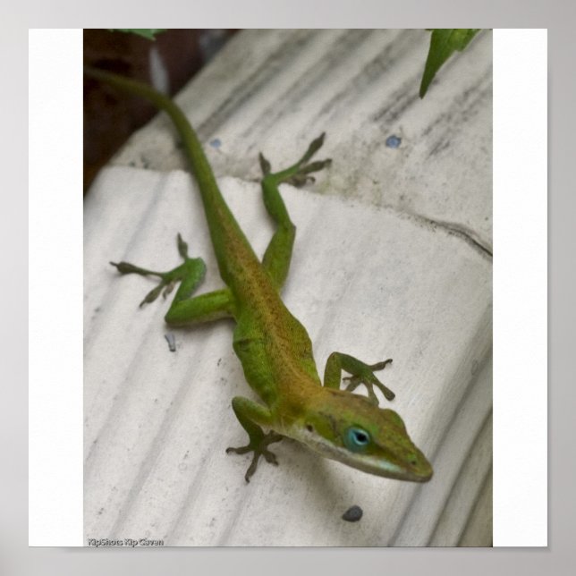 Poster Lizard (Frente)