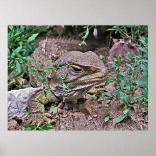 Poster Lizard da Nova Zelândia: Tuatara