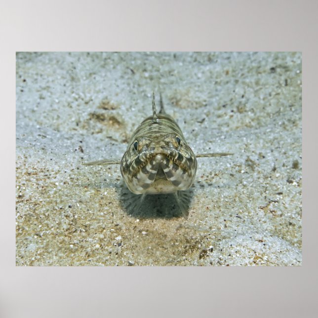 Poster Lizardfish Stare down (Frente)
