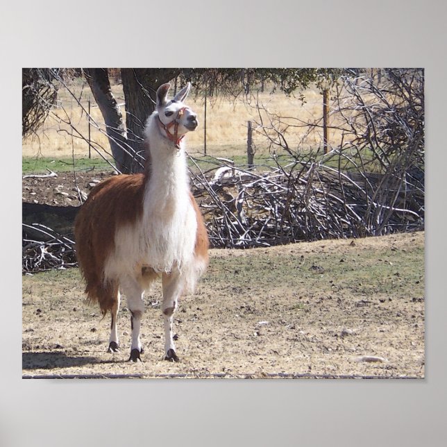 Poster Llama de setembro Closeup (Frente)