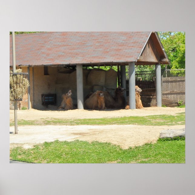 Poster Llama Love (Frente)