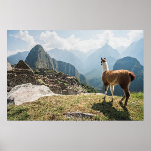 Poster Llama Overlook Ruins   Machu Picchu, Peru
