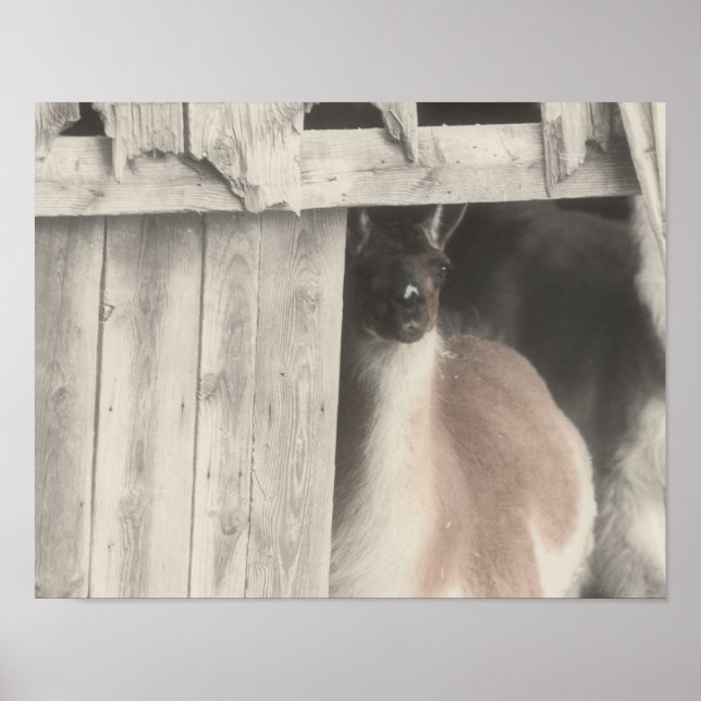 Poster Llama Peeking De Cor Parcial Do Celeiro (Frente)
