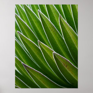 Poster Lobelia Gigante (Lobelia telekii) Quênia, África