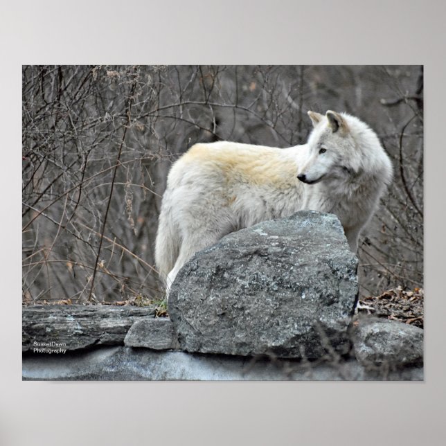 Poster Lobo (Frente)