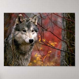 Poster Lobo
