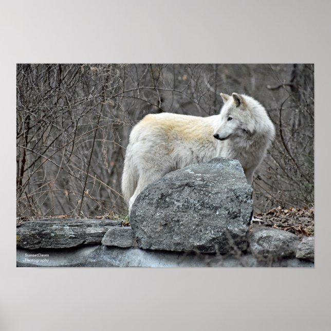 Poster Lobo (Frente)