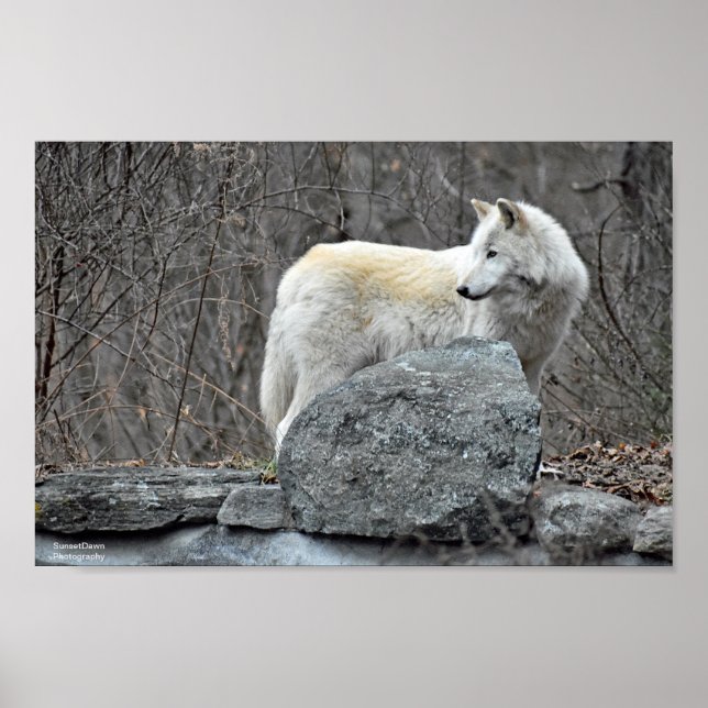 Poster Lobo (Frente)