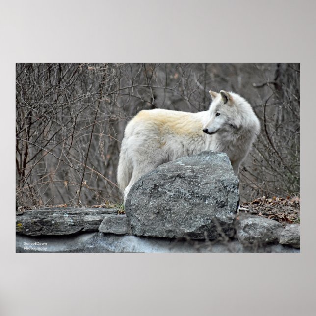 Poster Lobo (Frente)