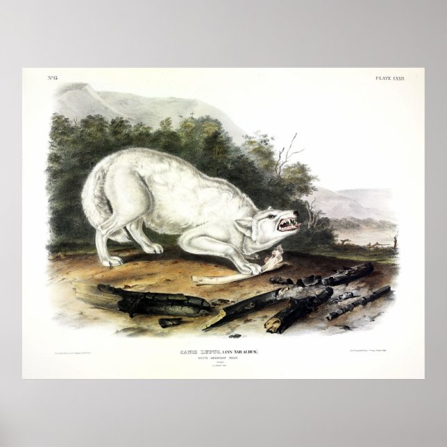 Poster Lobo Branco Americano, Canis lupus arctos por Audu (Frente)