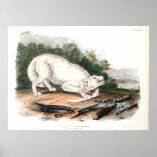 Poster Lobo Branco Americano de John James Audubon