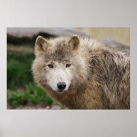Lobo Branco Muddy