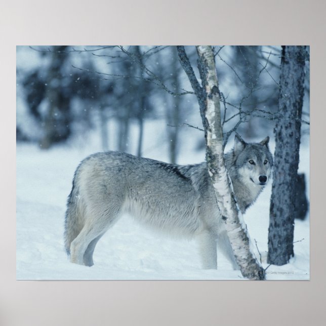 Poster Lobo (Canis lupus) durante o inverno (Frente)