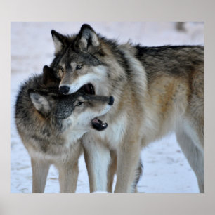 Pôster Lobo cinzento