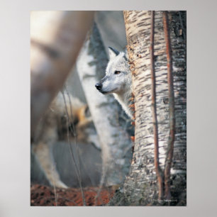 Poster Lobo Cinzento Atrás da Árvore