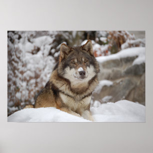 Poster Lobo de inverno