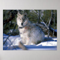 Lobo de Madeira Norte-Americano em Neve