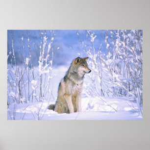 Poster Lobo de madeira que senta-se na neve, lúpus de