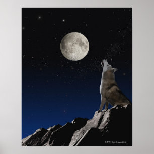Poster Lobo do urro