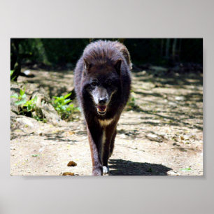 Pôster lobo negro