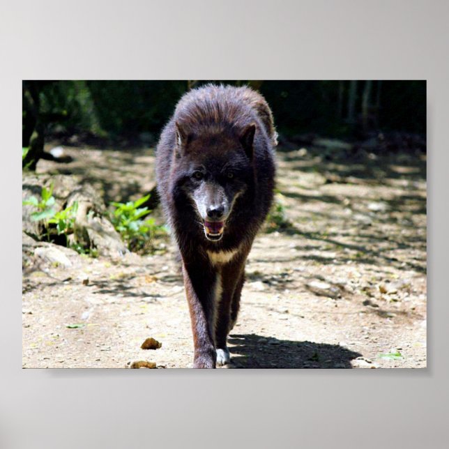 Pôster lobo negro (Frente)