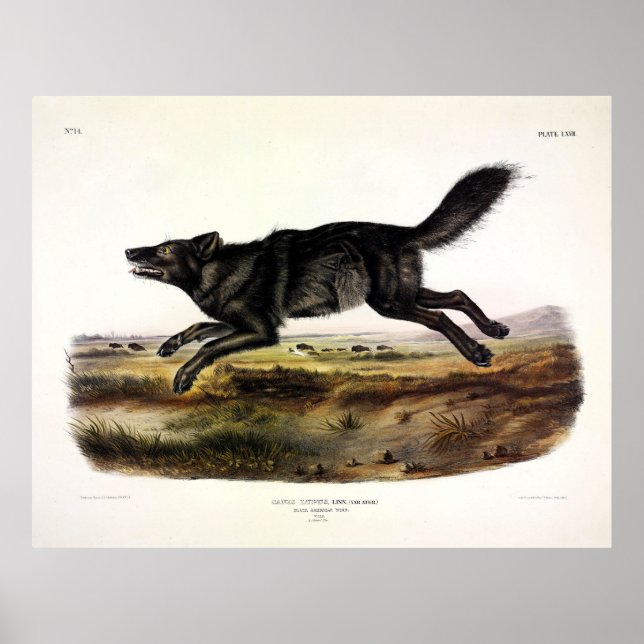 Poster Lobo Negro, ou Lobo Americano Negro (Canis Lupus) (Frente)