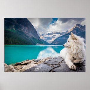 Poster Lobo no lago Louise, Rockies canadenses