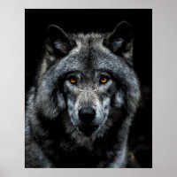 Lobo Olhos Laranjas Animal Selvagem Natureza