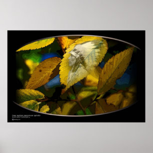 POSTER LOBO PRETO