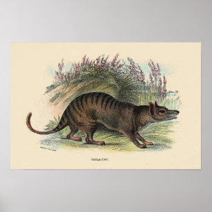 Pôster Lobo tasmaniano