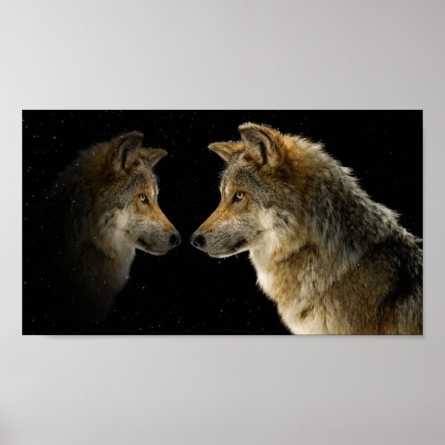 Pôster Lobos (Frente)