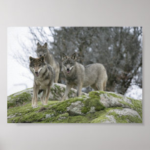 POSTER LOBOS