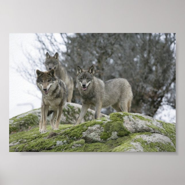 POSTER LOBOS (Frente)