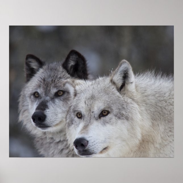 Pôster Lobos (Canus lupus) | West Yellowstone (Frente)