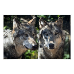Pôster Lobos cinzas na Natureza