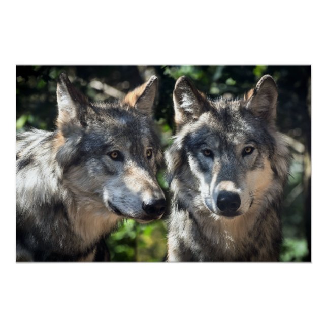 Pôster Lobos cinzas na Natureza (Frente)