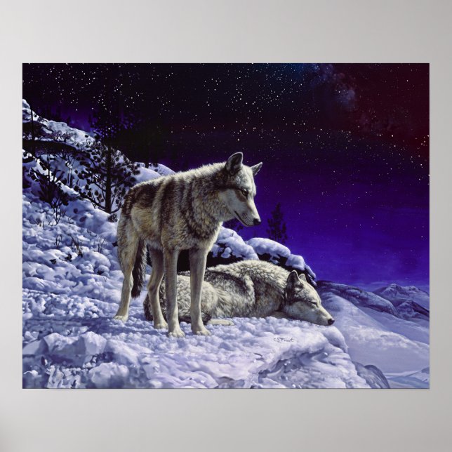 Poster Lobos cinzas na neve de inverno à noite (Frente)
