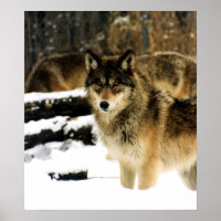 Lobos na neve