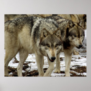 Pôster Lobos no Prowl